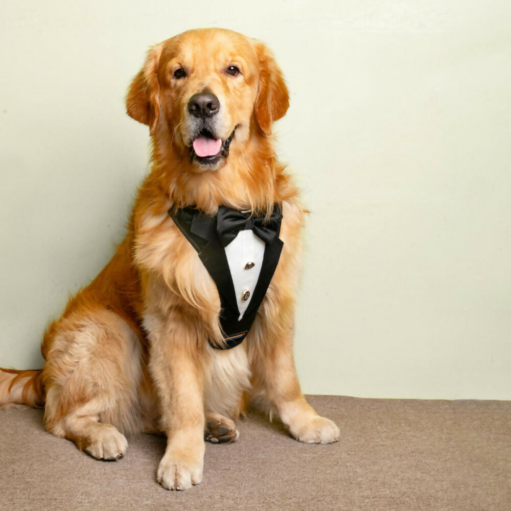 Image 8 of Dogslarge for the product Waggety Tuxedo Dog Harness - Stylish Black & White Design, Adjustable Fit, Durable Fabric, Elegant Pet Harness for Dogs