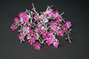 Image 1 of Default Title for the product Dista Silvers Pink Flowers 5g (Pack of 5)