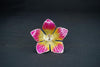 Image 1 of Default Title for the product Dista Silvers Yellow and Pink Flower 7g