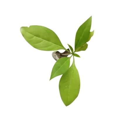 https://cdn.shopify.com/s/files/1/1857/6931/products/download_9_0ec450e4-4abe-43ad-8b34-0bea311f6c00.jpg?v=1772081818