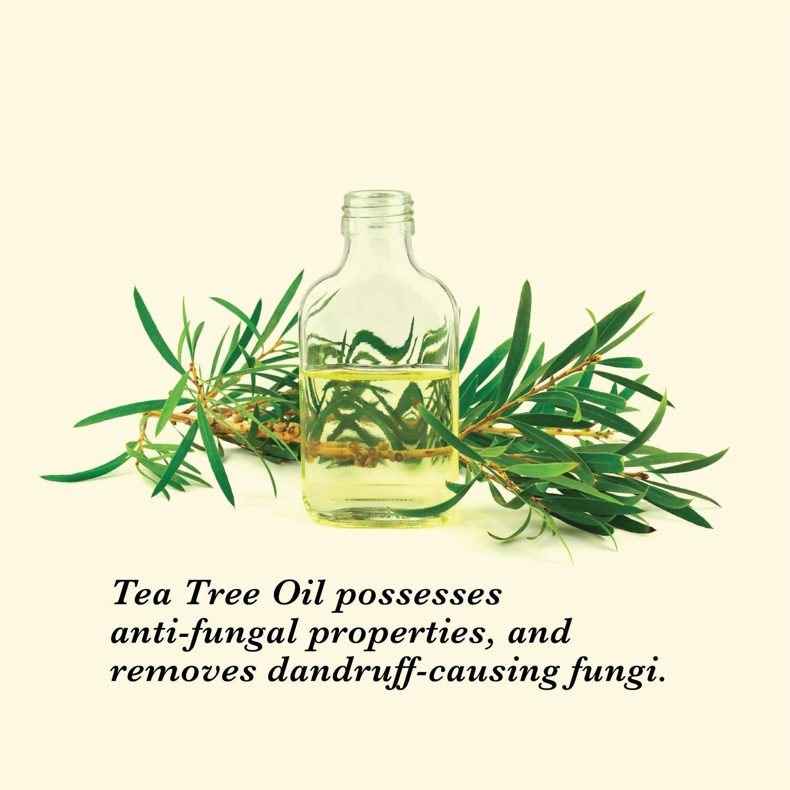 https://cdn.shopify.com/s/files/1/1857/6931/products/dp1jLsV9Me.jpg?v=1627008136