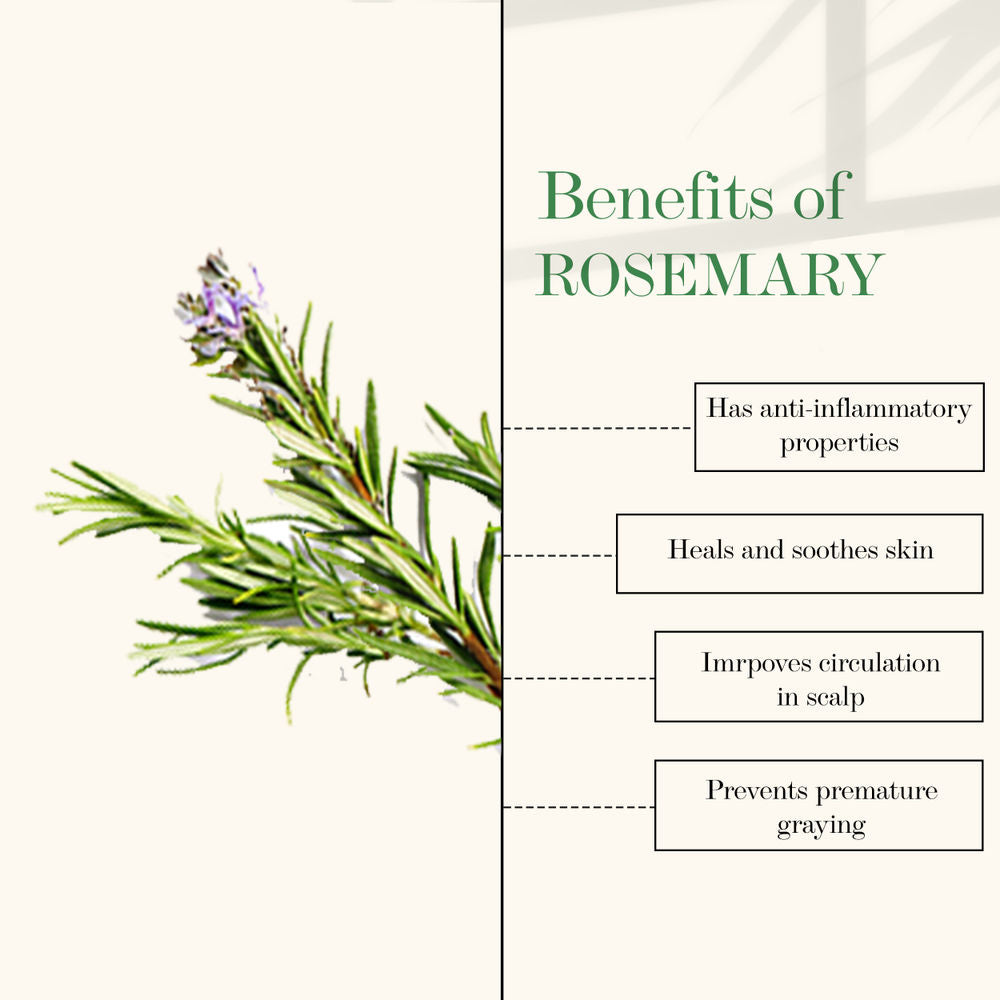 https://cdn.shopify.com/s/files/1/1857/6931/products/good-vibes-100-percentage-pure-rosemary-essential-oil-10-ml-1_3_display_1645789092_f070f32c.jpg?v=1646377605