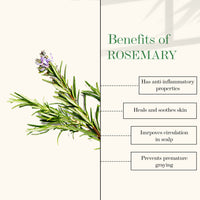 https://cdn.shopify.com/s/files/1/1857/6931/products/good-vibes-100-percentage-pure-rosemary-essential-oil-10-ml-1_3_display_1645789092_f070f32c.jpg?v=1646377605
