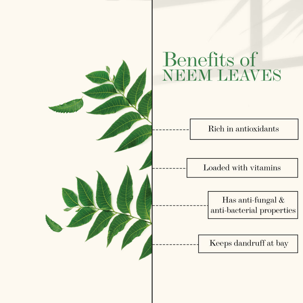 https://cdn.shopify.com/s/files/1/1857/6931/products/good-vibes-neem-leaves-100-percentage-pure-powder-50-g_3_display_1634188362_4d530dd8.jpg?v=1646292980