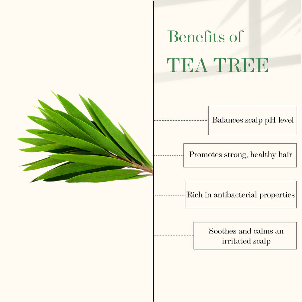 https://cdn.shopify.com/s/files/1/1857/6931/products/good-vibes-tea-tree-and-rosemary-anti-dandruff-hair-oil-100-ml_2_display_1616832795_976fcdab.jpg?v=1646386885
