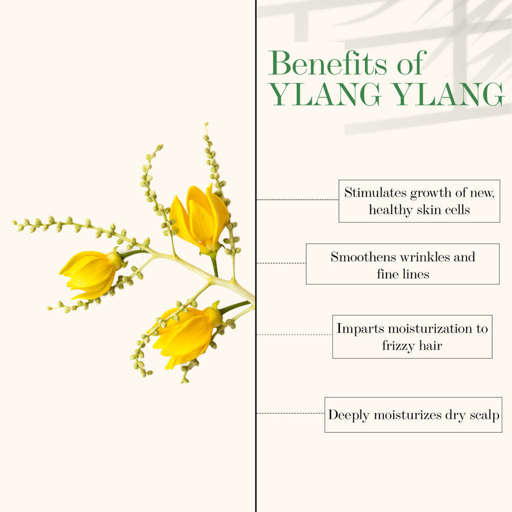 https://cdn.shopify.com/s/files/1/1857/6931/products/good-vibes-ylang-ylang-100-percentage-natural-blended-essential-oil-10-ml_3_display_1618908762_0bb5d304.jpg?v=1646389386