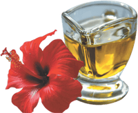 https://cdn.shopify.com/s/files/1/1857/6931/products/hibiscusoilimg1.png?v=1752770395