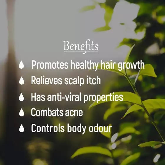 https://cdn.shopify.com/s/files/1/1857/6931/products/jdpww4m5uH.jpg?v=1633055553