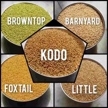 Image 1 of 1 kg (each) / Pack of 1 for the product Tenali Ruchulu Siridhanyalu Millets - Siridhanya 5 Types Of Organic Millets Rice Little, Kodo, Browntop, Barnyard & Foxtail
