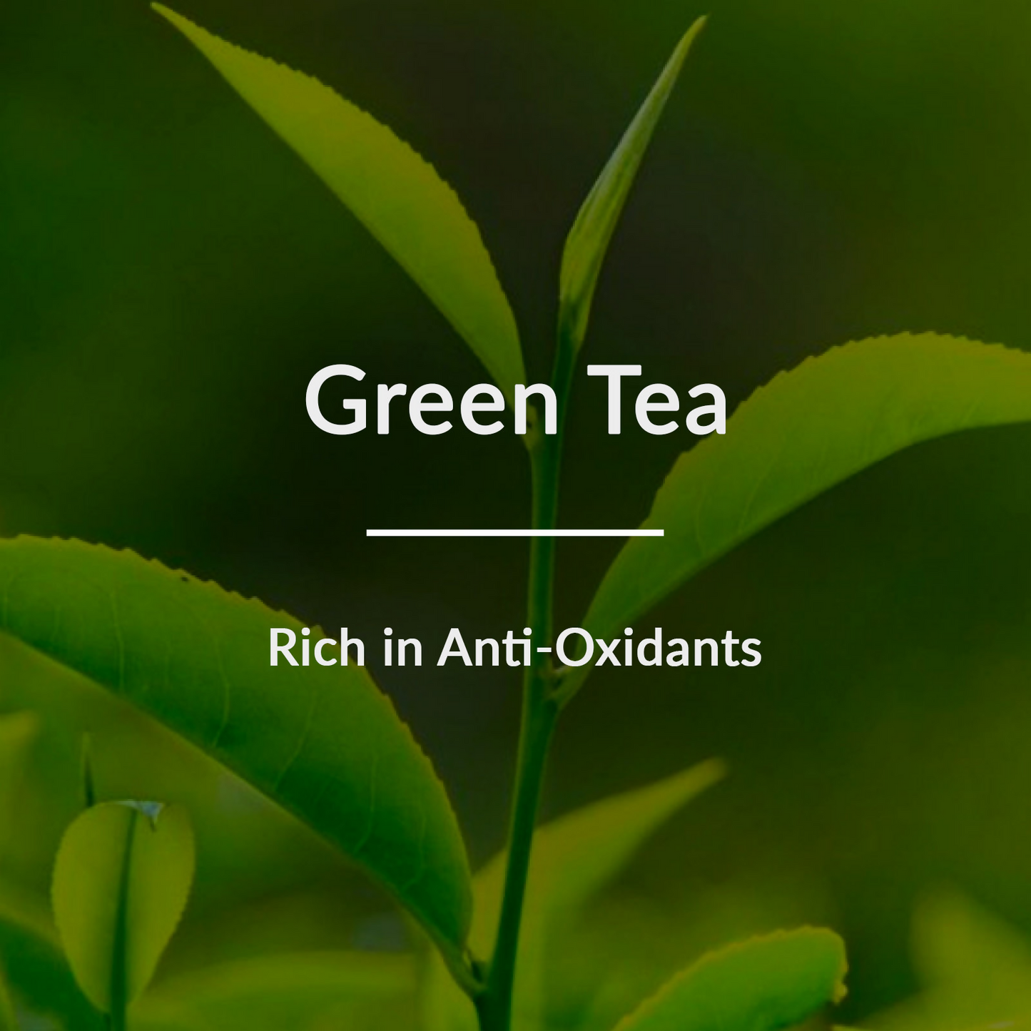 https://cdn.shopify.com/s/files/1/1857/6931/files/mnU2cczzXf.png?v=1720503284
