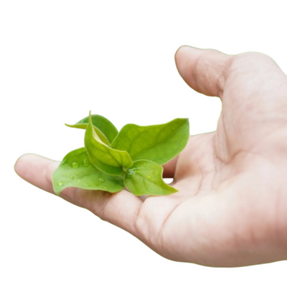 https://cdn.shopify.com/s/files/1/1857/6931/files/nDNdpzdyPn.jpg?v=1765522065