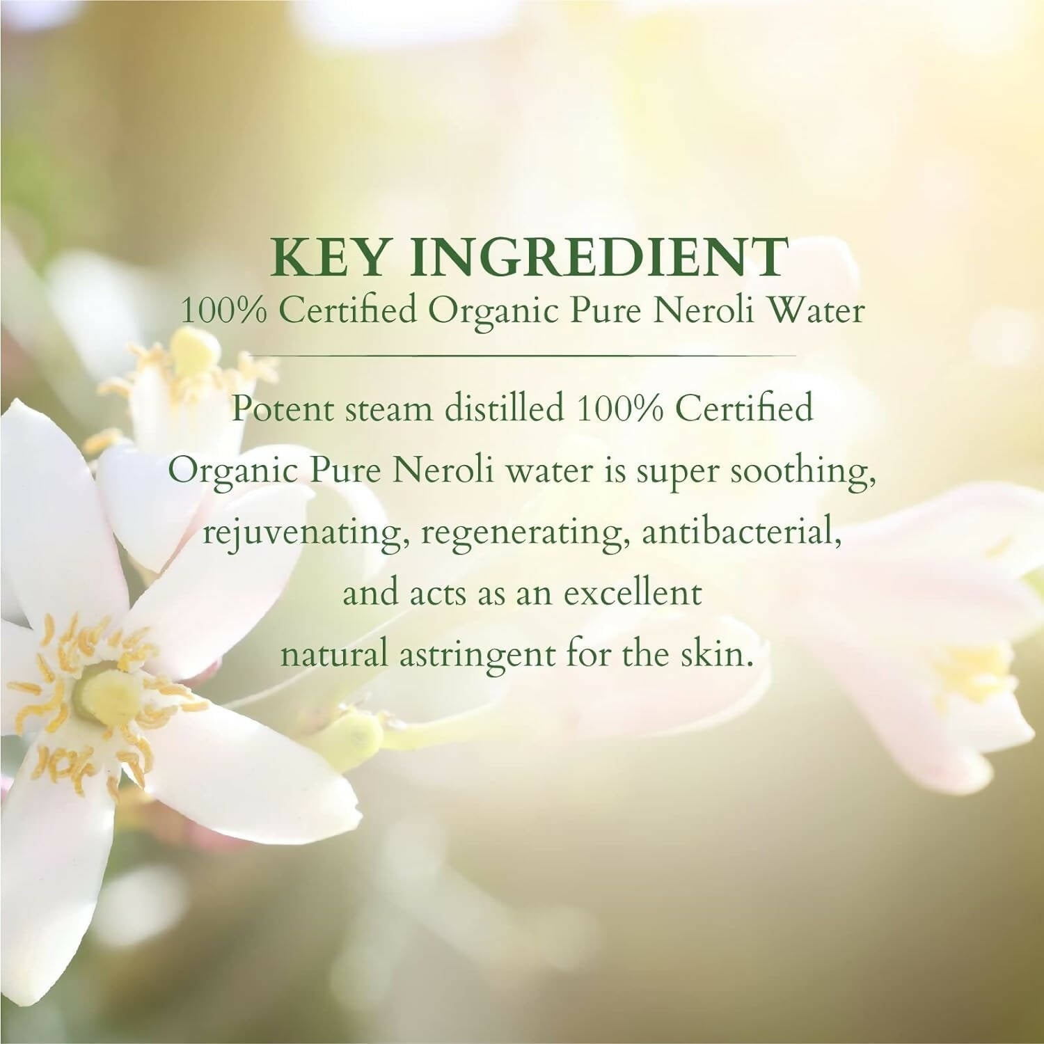 https://cdn.shopify.com/s/files/1/1857/6931/products/tH4rOPlrtt.jpg?v=1697115785